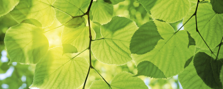 Dimex Kuvatapetti Green Leaves 375x150cm