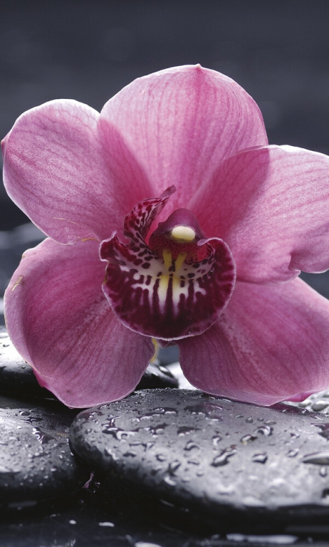 Dimex Kuvatapetti Orchid 150x250cm