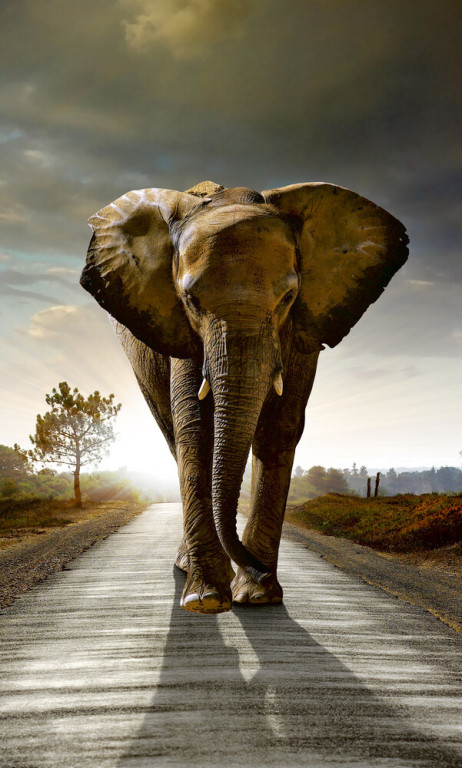 Dimex Kuvatapetti Walking Elephant 150x250cm