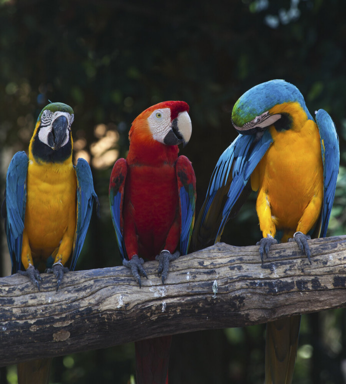 Dimex Kuvatapetti Colorful Macaw 225x250cm