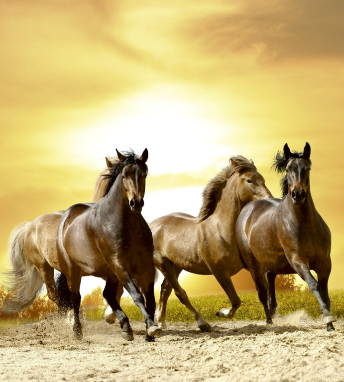 Dimex Kuvatapetti Horses In Sunset 225x250cm
