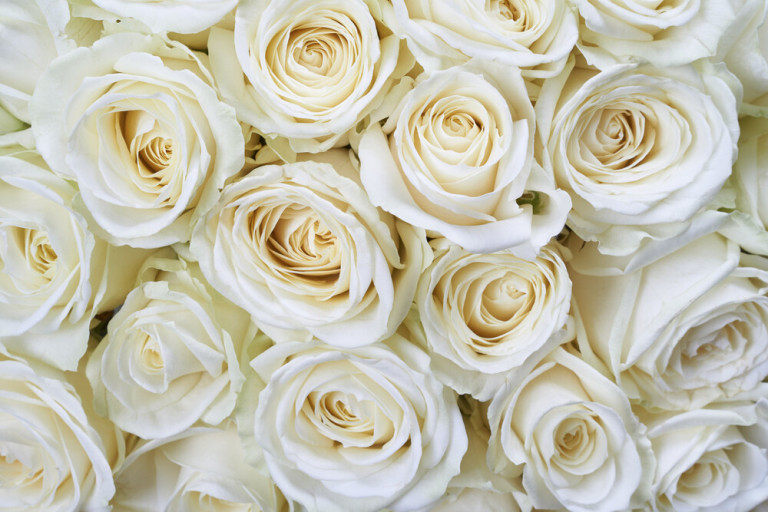 Dimex Kuvatapetti White Roses 375x250cm