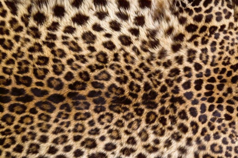 Dimex Kuvatapetti Leopard Skin 375x250cm