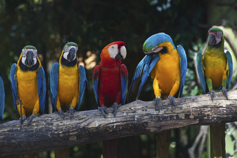 Dimex Kuvatapetti Colourful Macaw 375x250cm