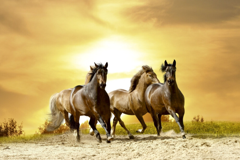 Dimex Kuvatapetti Horses In Sunset 375x250cm